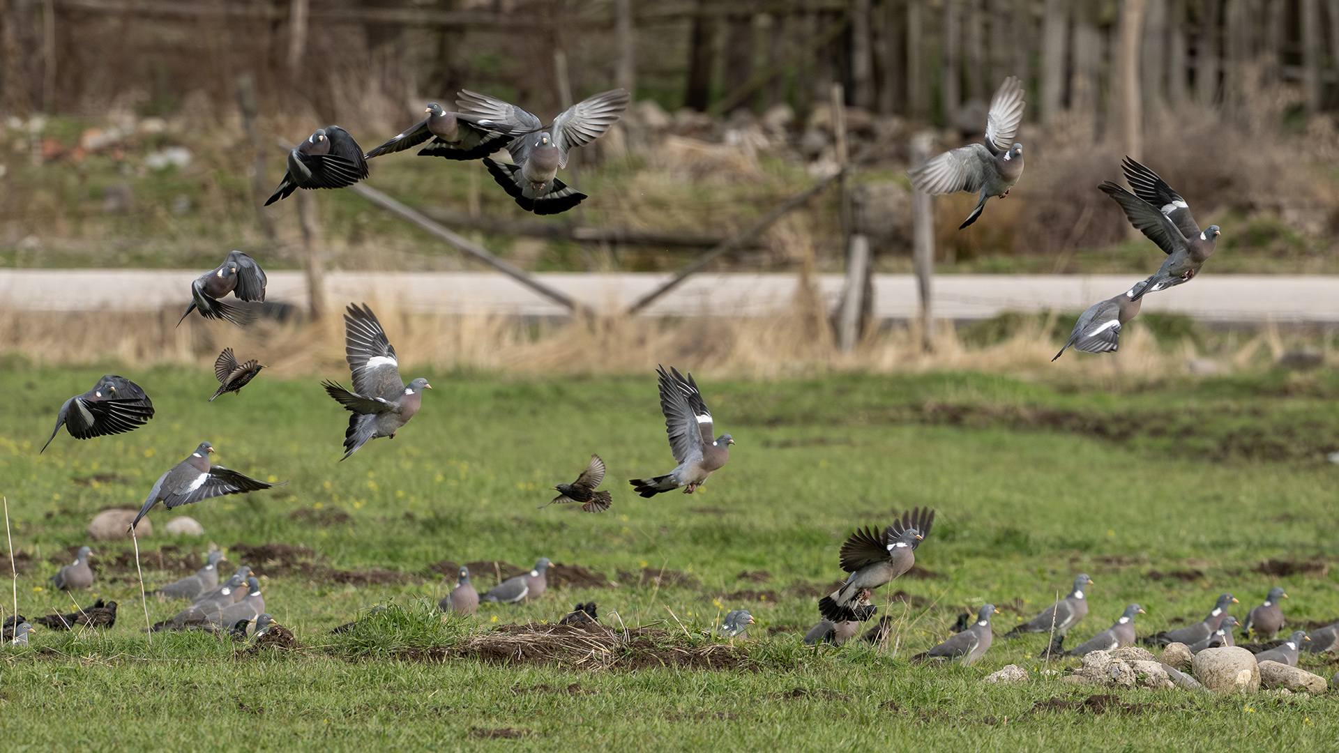 Common Wood-Pigeon